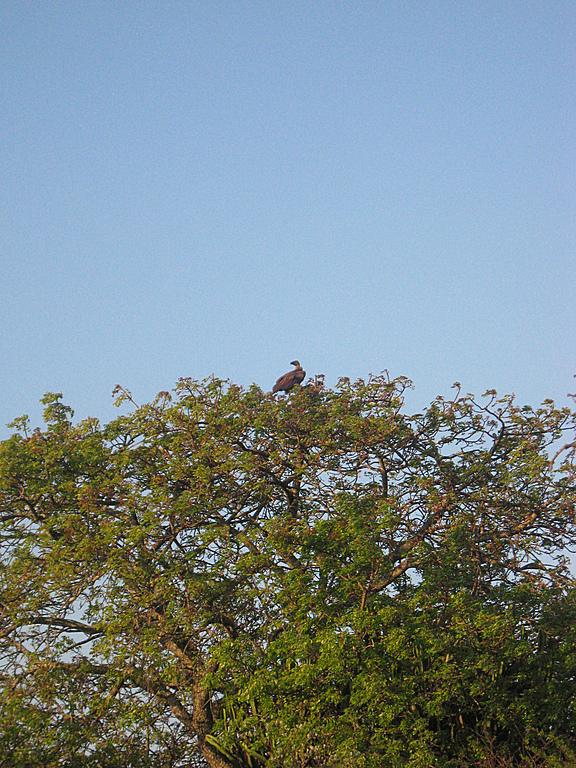 Zimbabwe - Parc privé d\'Antilope Park