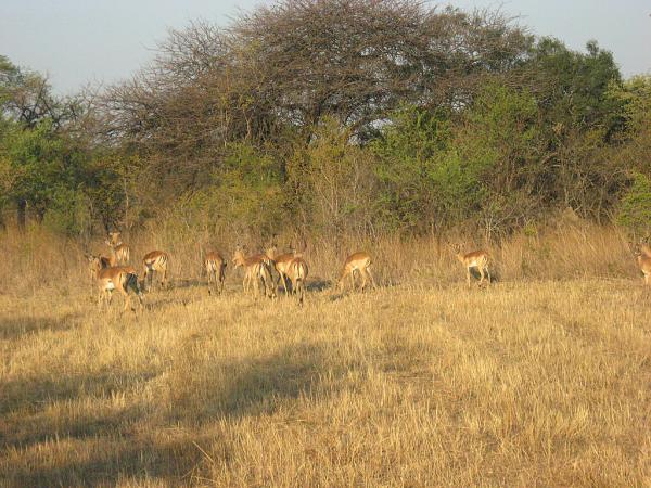 Zimbabwe - Parc privé d\'Antilope Park