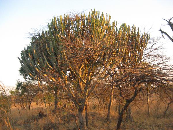 Zimbabwe - Parc privé d\'Antilope Park