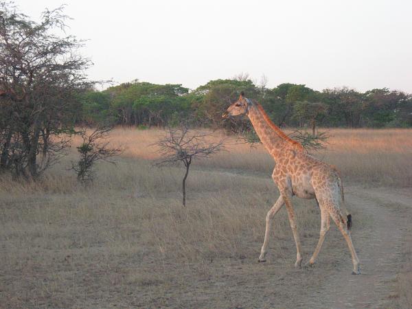 Zimbabwe - Parc privé d\'Antilope Park
