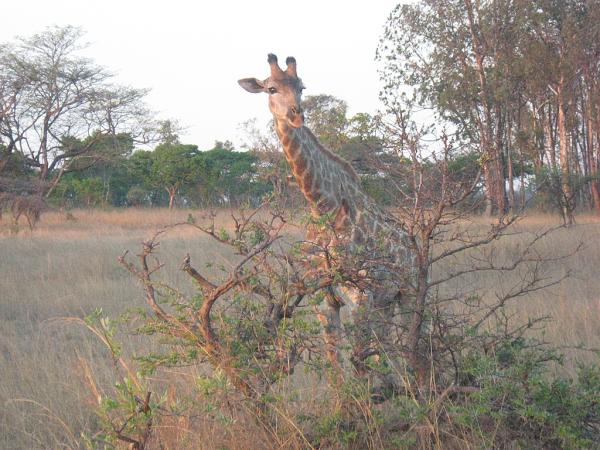 Zimbabwe - Parc privé d\'Antilope Park