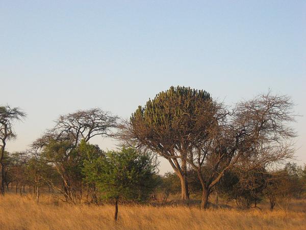 Zimbabwe - Parc privé d\'Antilope Park