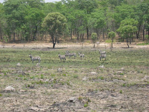 Zimbabwe - Parc naturel du lac Chivero