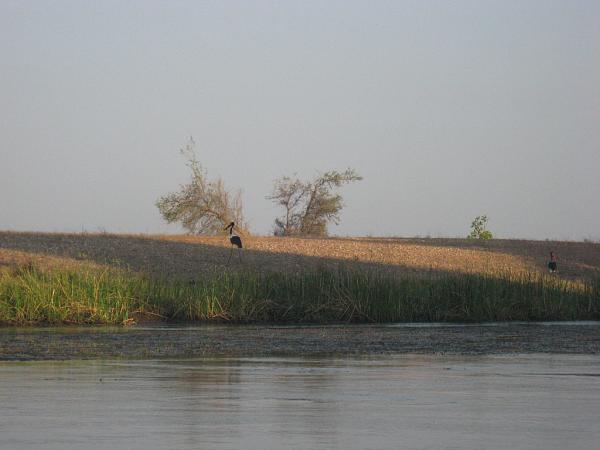 Zimbabwe - Canoë sur le Zambèze entre Kariba et Mana Pools - Jour 2