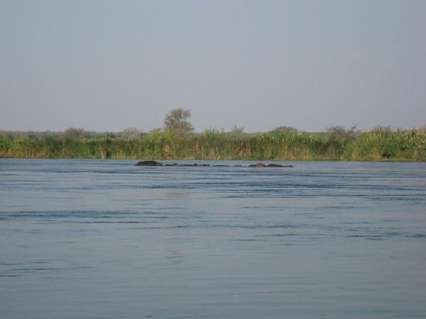 Zimbabwe - Canoë sur le Zambèze entre Kariba et Mana Pools - Jour 2
