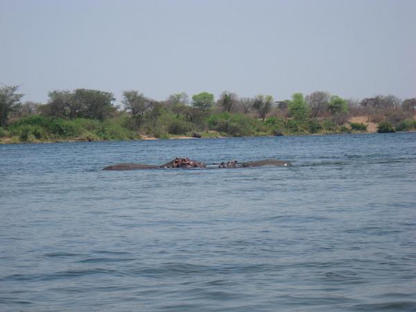 Zimbabwe - Canoë sur le Zambèze entre Kariba et Mana Pools - Jour 2