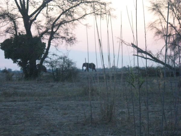 Zimbabwe - Canoë sur le Zambèze entre Kariba et Mana Pools - Jour 2