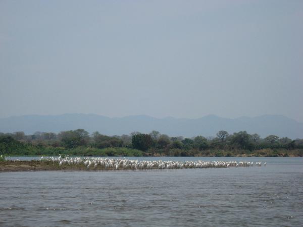 Zimbabwe - Canoë sur le Zambèze entre Kariba et Mana Pools - Jour 3