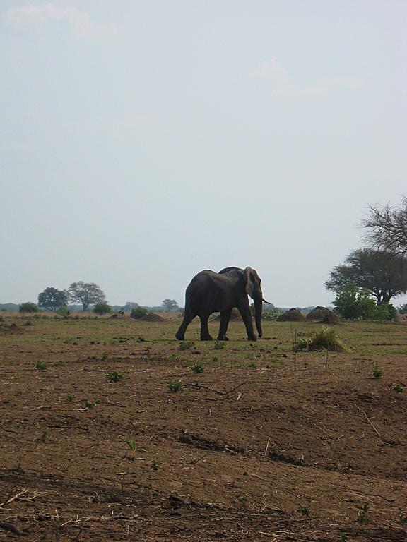 Zimbabwe - Canoë sur le Zambèze entre Kariba et Mana Pools - Jour 4