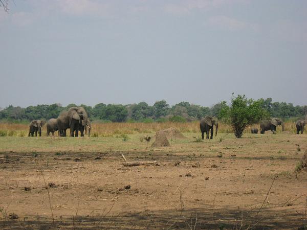 Zimbabwe - Canoë sur le Zambèze entre Kariba et Mana Pools - Jour 4