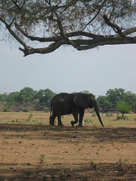 Zimbabwe - Canoë sur le Zambèze entre Kariba et Mana Pools - Jour 4