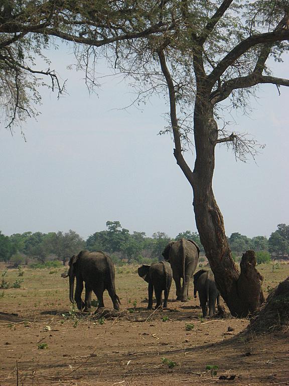 Zimbabwe - Canoë sur le Zambèze entre Kariba et Mana Pools - Jour 4