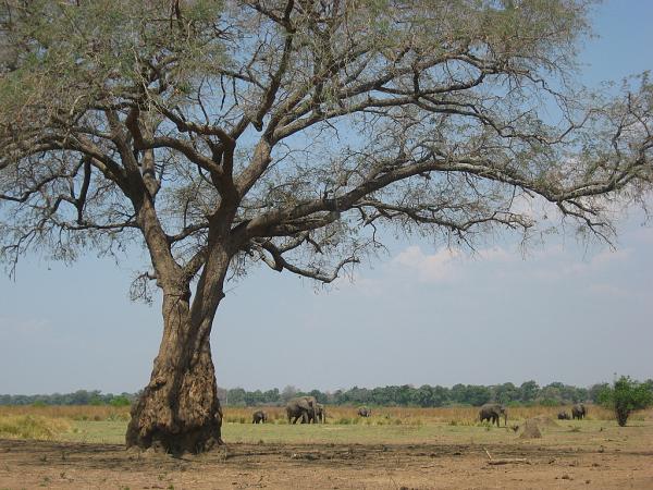 Zimbabwe - Canoë sur le Zambèze entre Kariba et Mana Pools - Jour 4