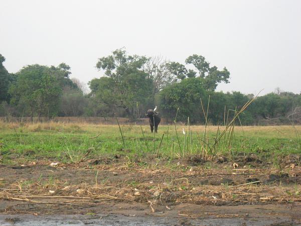 Zimbabwe - Canoë sur le Zambèze entre Kariba et Mana Pools - Jour 5