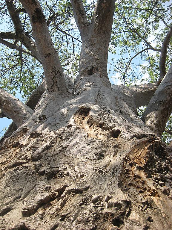 Zimbabwe - Parc naturel de Mana Pools
