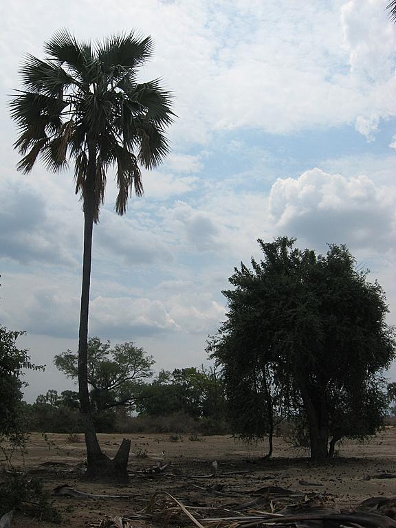 Zimbabwe - Parc naturel de Mana Pools