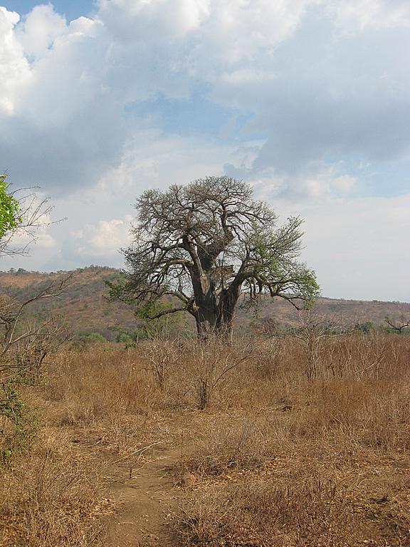 Zimbabwe - Parc naturel de Mana Pools
