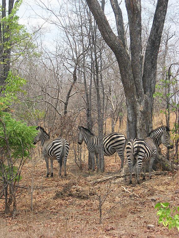 Zimbabwe - Parc naturel de Mana Pools