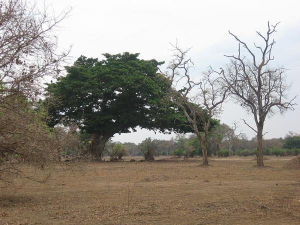 Zimbabwe - Parc naturel de Mana Pools